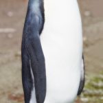 5976 King Penguin (Aptenodytes patagonicus), Volunteer Point, Falkland Islands