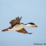 5984 Imperial Shag (Cormorant) (Phalacricorax atriceps), Sea Lion Island, Falklands