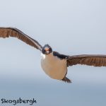5986 Imperial Shag (Cormorant) (Phalacricorax atriceps), Sea Lion Island, Falklands