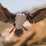 5987 Imperial Shag (Cormorant) (Phalacricorax atriceps), Sea Lion Island, Falklands