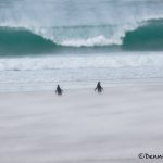 5988 Blowing Sand, Magellanic Penguins, Saunders Island, Falklands