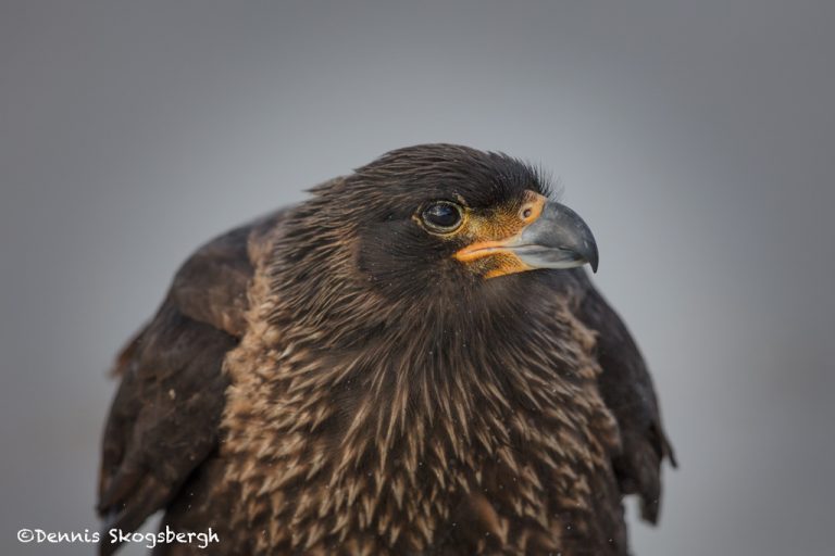 5990 Striated Caracara, (Phalcoboenus australis), Sea Lion Island ...