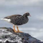 6000 Female Kelp Goose (Chloephaga hybrida), Sea Lion Island, Falklands
