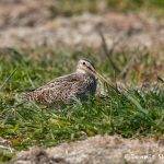 6002 South American (Magellanic) Snipe (Gallinago paraguaiae), Sea Lion Island, Falklands