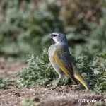 6003 Male Black-throated (White-bridled/Canary-winged) Finch (Melanodera melanodera), Sea Lion Island, Falklands