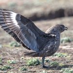 6005 Brown Skua (Catharacta antarctica), Sea Lion Island, Falklands