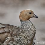 6006 Ruddy-headed Goose (Chloephaga rubidiceps), Sea Lion Island, Falklandspsd