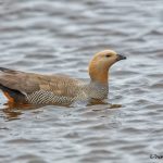 6008 Male Ruddy-headed Goose (Chloephaga rubidiceps), Sea Lion Island, Falklands