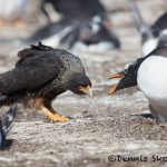 6014 Striated Caracara Trying To Steal Gentoo Egg, Sea Lion Island, Falklands