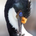 6016 Imperial Shag (Cormorant) (Phalacricorax atriceps), Sea Lion Island, Falklands