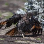 6021 Striated Caracara After Bathing, Sea Lion Island, Falklands