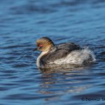 6022 Southern Silvery Grebe and Chick (Podiceps occipitalis), Sea Lion Island, Falklands