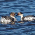 6024 Southern Silvery Grebes at Sunset (Podiceps occipitalis), Sea Lion Island, Falklands