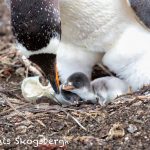 6026 Gentoo Penquin With Chicks (Pygoscelis papua), Sea Lion Island, Falklands