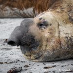 6028 Southern Elephant Seal (Mirounga leonina), Sea Lion Island, Falklands