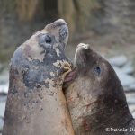 6029 Southern Elephant Seals (Mirounga leonina), Sea Lion Island, Falklands
