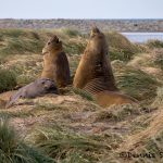 6033 Southern Elephant Seals (Mirounga leonina), Sea Lion Island, Falklands