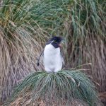 6036 Rockhopper Penguin (Eudyptes chrysocome), Bleaker Island, Falklands