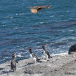 6037 Alert Call By Rockhopper Penguins - Hovering Caracara, Bleaker Island, Falklands