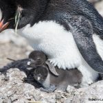 6039 Rockhopper Penguin With Chicks, (Eupytes chrysocome), Bleaker Island, Falklands