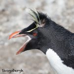 6040 Rockhopper Penguin (Eupytes chrysocome), Bleaker Island, Falklands