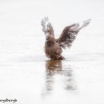 6043 Brown Skua (Stercorarius antarcticus), Bleaker Island, Falklands