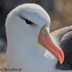6049 Black-browed Albatross (Thalassarche melanophris), Saunders Island, Falklands