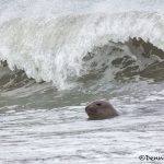 6062 Elephant Seal (Mirounga leonina), Sea Lion Island, Falklands