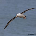 6065 Black-browed Albatross (Thalassarche melanophris), Saunders Island, Falklands