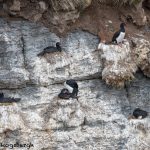6067 Nesting Rock Shags (Phalacrocorax magellanicus), Bleaker Island, Falklands