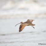 6093 Long-billed Curlew (Numenius americanus), Bolivar Peninsula, Texas