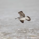 6102 Laughing Gull, Non-breeding Adult (Leucophaeus atricilla), Bolivar Peninsula, Texas