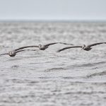 6103 Brown Pelicans (Pelecanus occidentalis), Bolivar Peninsula, Texas