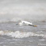 6109 Snowy Egret (Egretta thula), Bolivar Peninsula, Texas