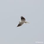 6124 White-tailed Kite (Elanus leucurus), Bolivar Peninsula, Texas