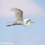 6218 Breeding Plumage, Great Egret (Ardea alba), Smith Oak Rookery, High Island, Texas
