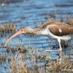 6222 Juvenile White Ibis (Eudocimus albus), Anahuac NWR, Texas