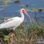 6226 Breeding White Ibis (Eudocimus albus), Anahuac NWR, Texas