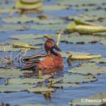 6231 Cinnamon Teal (Anas cyanoptera), Anahuac NWR, Texas