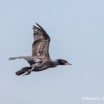 6234 Neotropic Cormorant (Phalacrocorax brasilianus), Smith Oak Rookery, High Island, Texas