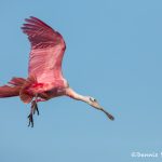 6238 Roseate Spoonbill (Platalea ajaja), Smith Oak Rookery, High Island, Texas