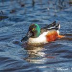 6255 Northern Shoveler (Anas clypeata), Anahuac NWR, Texas