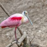 6256 Roseate Spoonbill (Platalea ajaja), Smith Oak Rookery, High Island, Texas