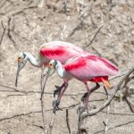 6257 Roseate Spoonbill (Platalea ajaja) Pair, Smith Oak Rookery, High Island, Texas