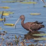 6258 Breeding Glossy Ibis (Plegadis falcinellus), Anahuac NWR, Texas