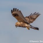 6264 Red Shouldered Hawk (Buteo lineatus), Hagerman NWR, Texas