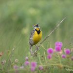 6635 Singing Eastern Meadowlark (Sturnella magna), Galveston Island, Texas