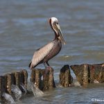 6638 Brown Pelican (Pelecanus occidentalis), Galveston Island, Texas