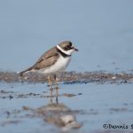 6644 Semipalmated Plover (Charadrius semipalmatus), Galveston Island, Texas