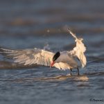 6646 Royal Tern (Thalasseus maximus), Galveston Island, Texas